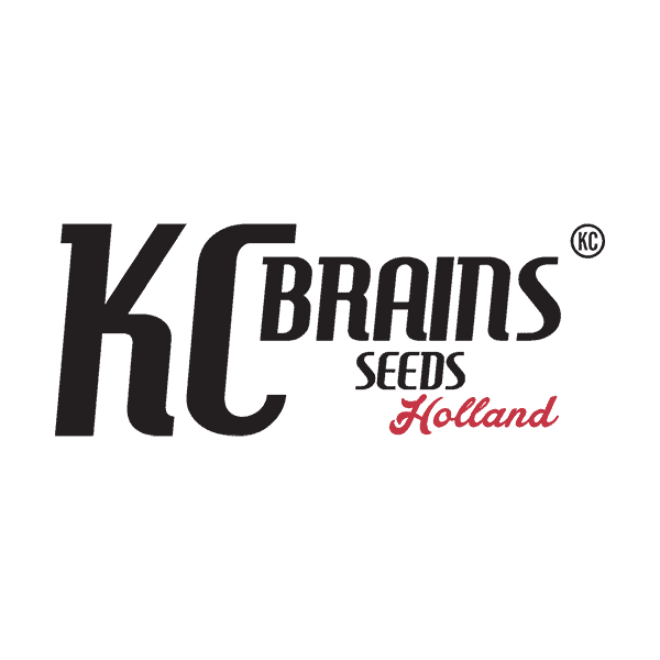 KC Brains