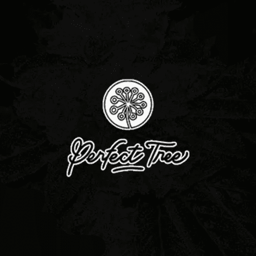 Perfect Tree Seeds