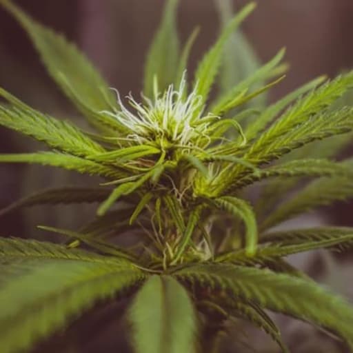 Beast Mode Cannabis Seeds - Mega Buds
