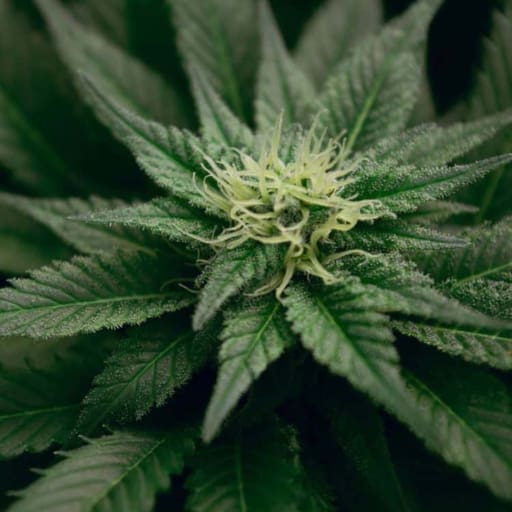 Big Bruce Cannabis Seeds - Mega Buds