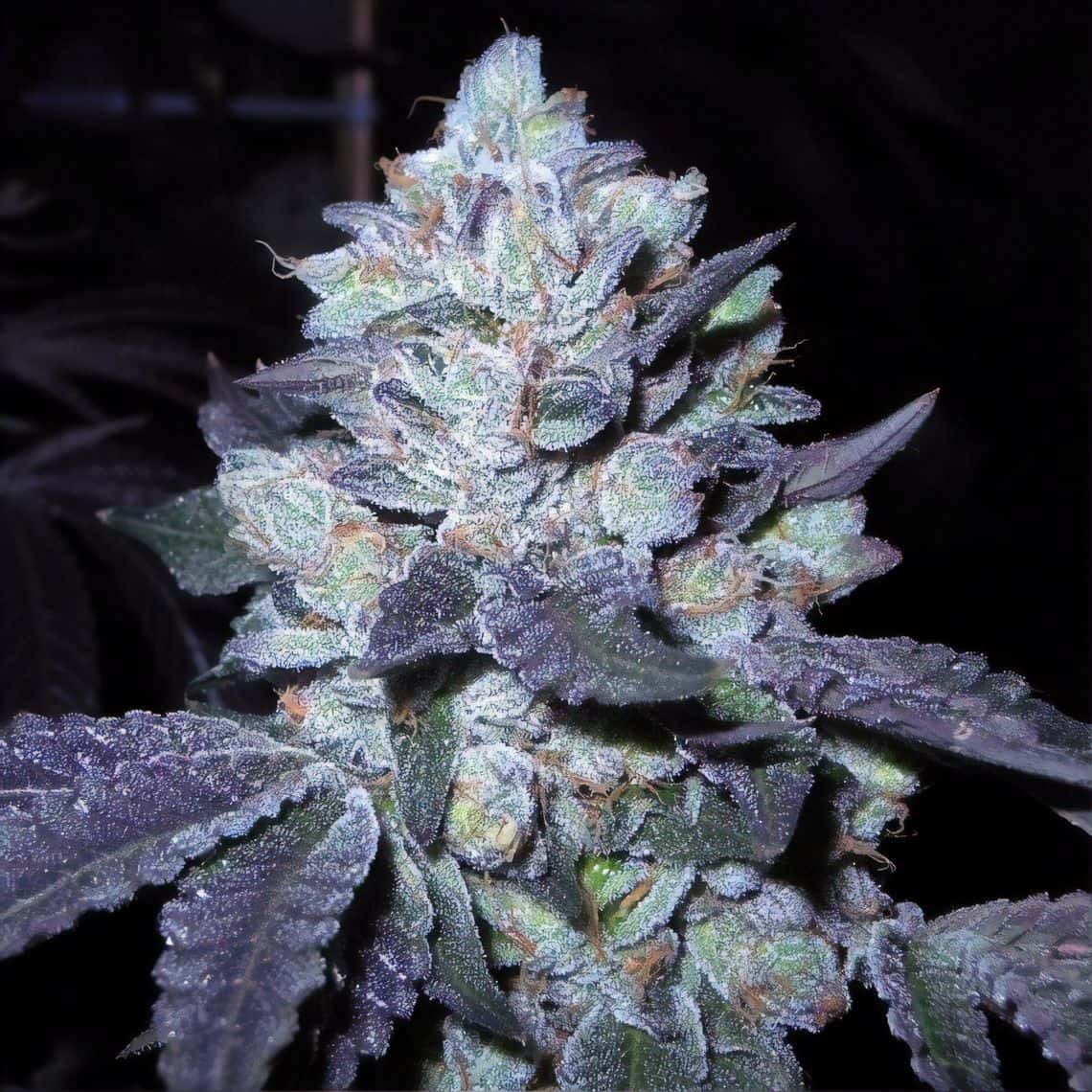 Bubba Cookies Cannabis Seeds - Divine Genetics