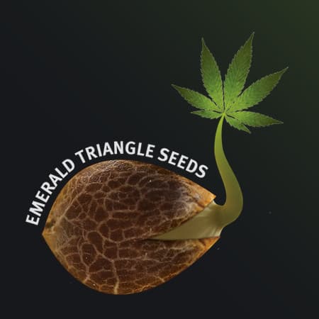 Emerald Triangle Seeds