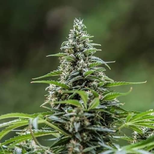 Fast Master Cannabis Seeds