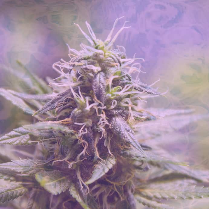 Feminised Cannabis Seeds