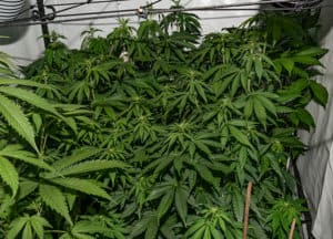 Growing Cheese Seeds