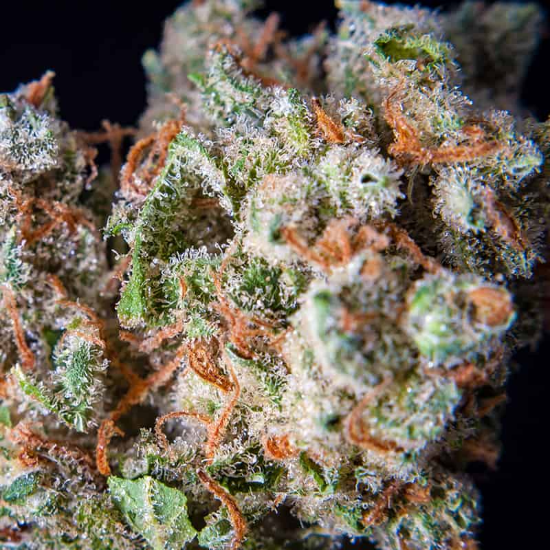 Jack Herer Cannabis Seeds