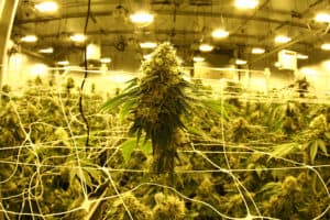 OG Kush Seeds