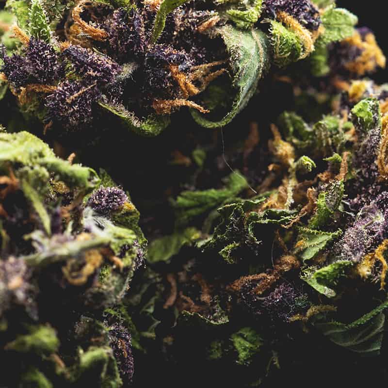 Purple Haze Cannabis Seeds