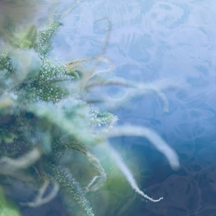 Regular Cannabis Seeds