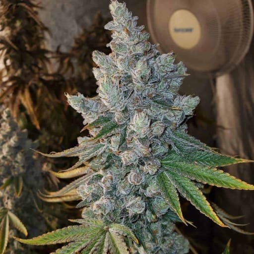Sundae Cookies Cannabis Seeds- Divine Genetics