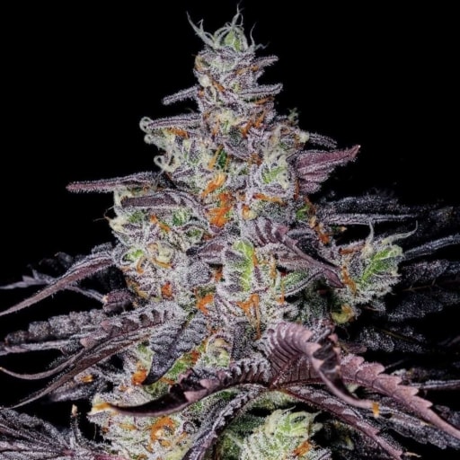 Sundae Driver S1 Cannabis Seeds - Divine Genetics