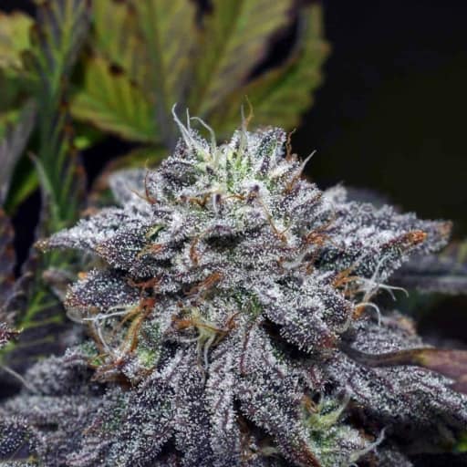 Sundae Sherbert Cannabis Seeds - Divine Genetics
