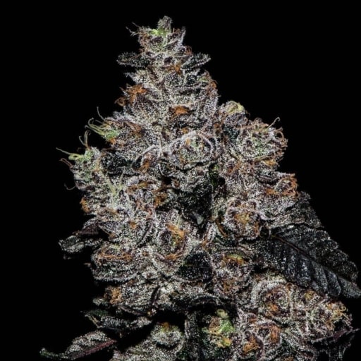 Sunset Cookies Cannabis Seeds - Divine Genetics
