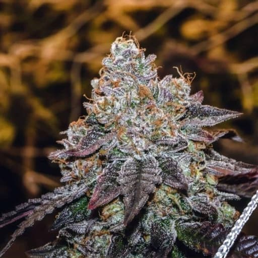 Sunset Sherbert S1 Cannabis Seeds - Divine Genetics