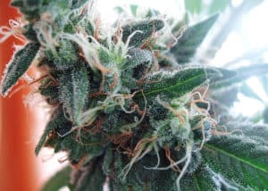 White Widow Seeds