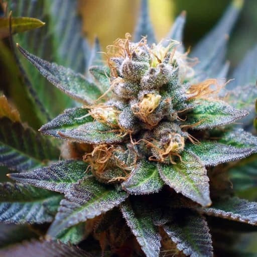 Azure Haze Cannabis Seeds - DJ Short