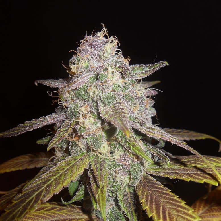 Blueberry F5 Cannabis Seeds - DJ Short