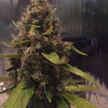 CBD 3D Cannabis Seeds - CBD Crew