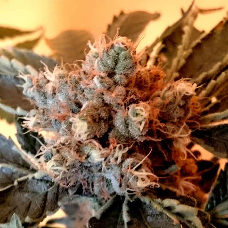 CBD Divine Cannabis Seeds - CBD Crew