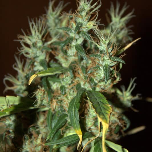 CBD Mango Haze Cannabis Seeds - CBD Crew
