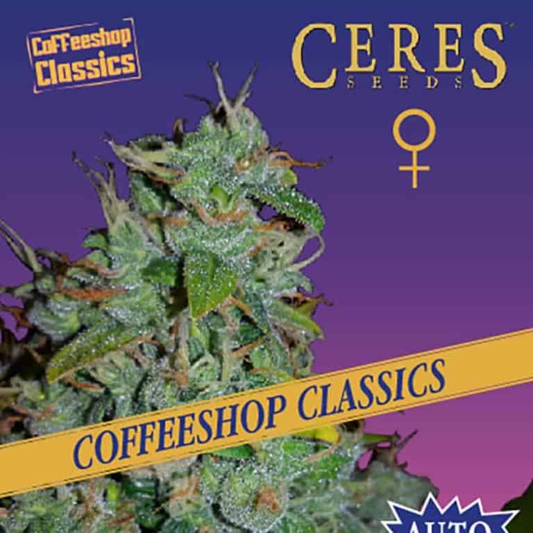 Auto Amnesia Cannabis Seeds - Ceres Seeds