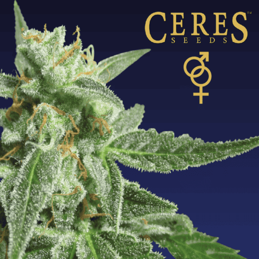 Fruity Thai Regular Cannabis Seeds - Ceres Seeds
