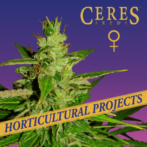 Gorilla Haze Cannabis Seeds - Ceres Seeds