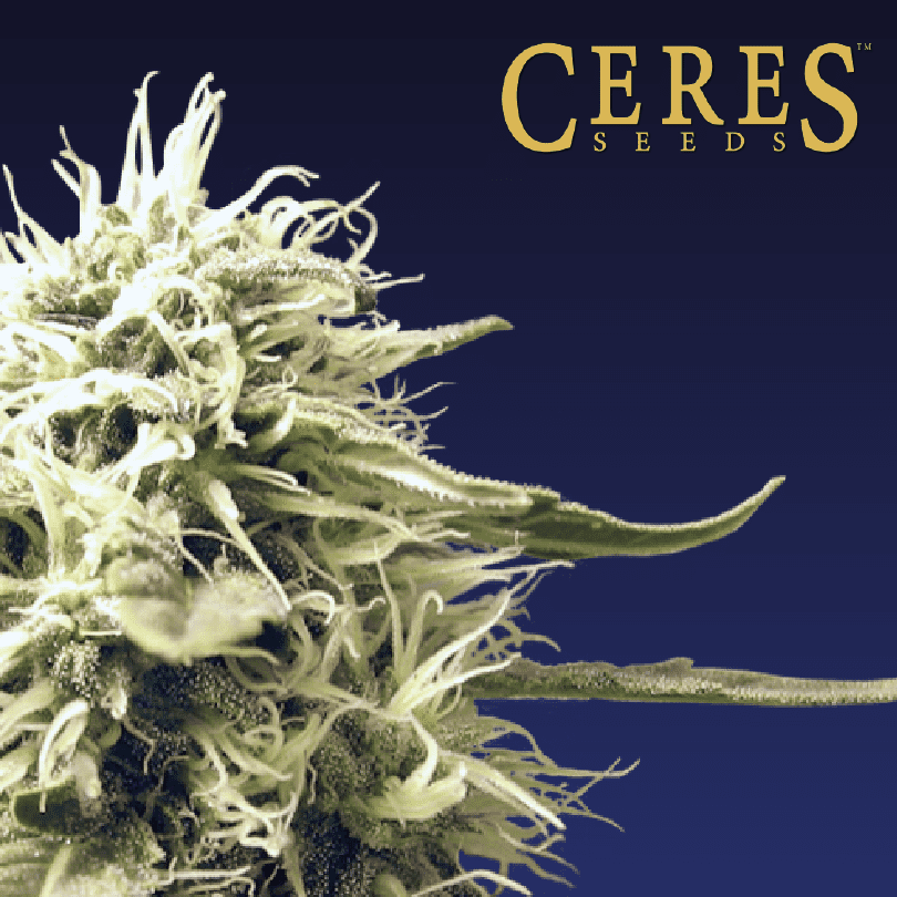 Kush Cannabis Seeds - Ceres Seeds