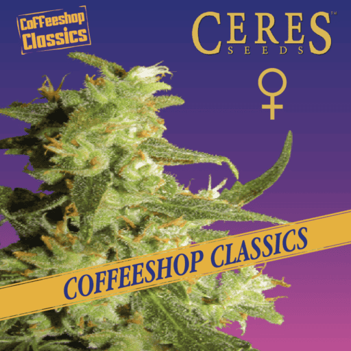 Skunk Haze Cannabis Seeds - Ceres Seeds