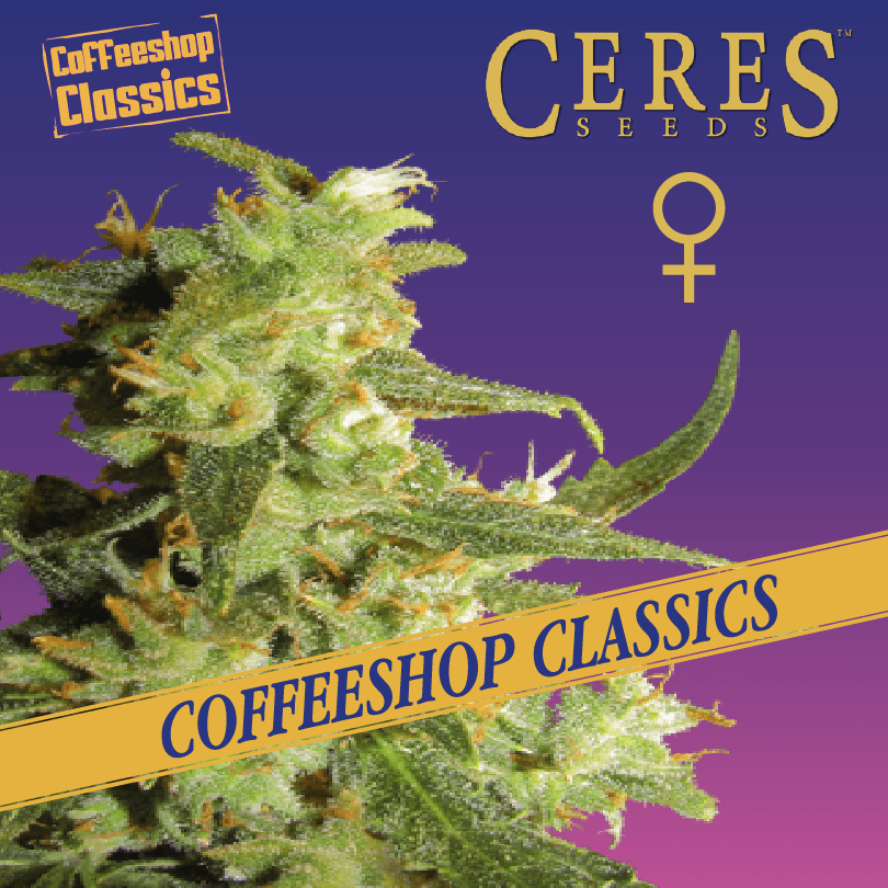 Skunk Haze Cannabis Seeds - Ceres Seeds