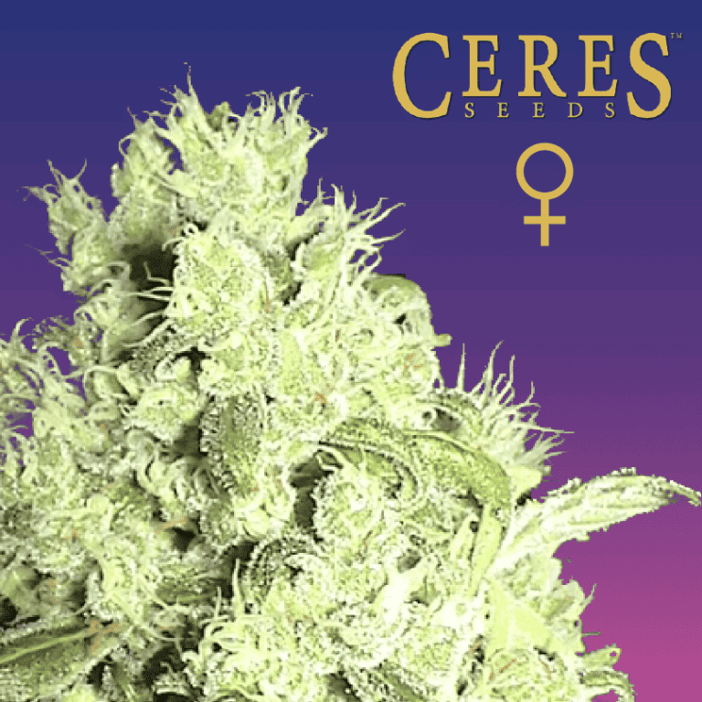 White Indica Feminised Cannabis Seeds - Ceres Seeds