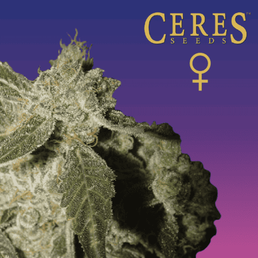 White Panther Feminised Cannabis Seeds - Ceres Seeds