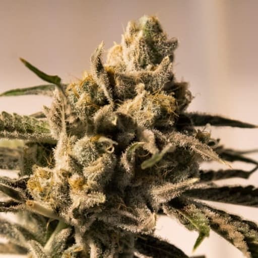 Cherry Pie Fast Cannabis Seeds - High Speed Buds