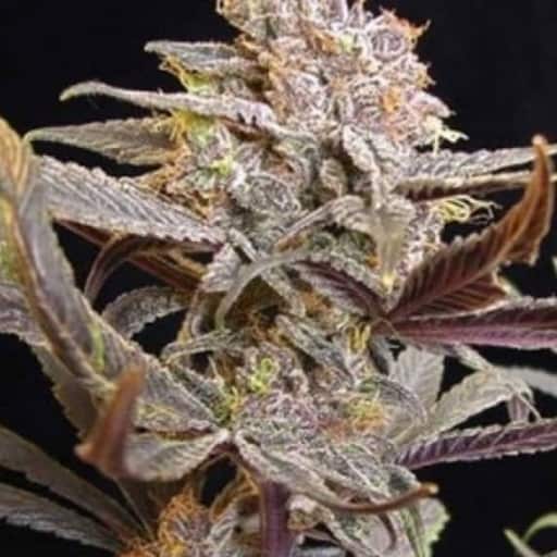 Cocoa Kush Cannabis Seeds - DJ Short