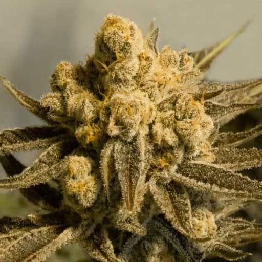 Critical Glue #4 Auto Cannabis Seeds - High Speed Buds