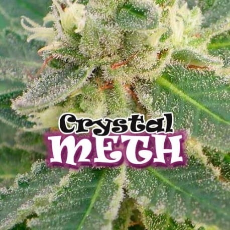 Crystal METH Cannabis Seeds - Dr Underground
