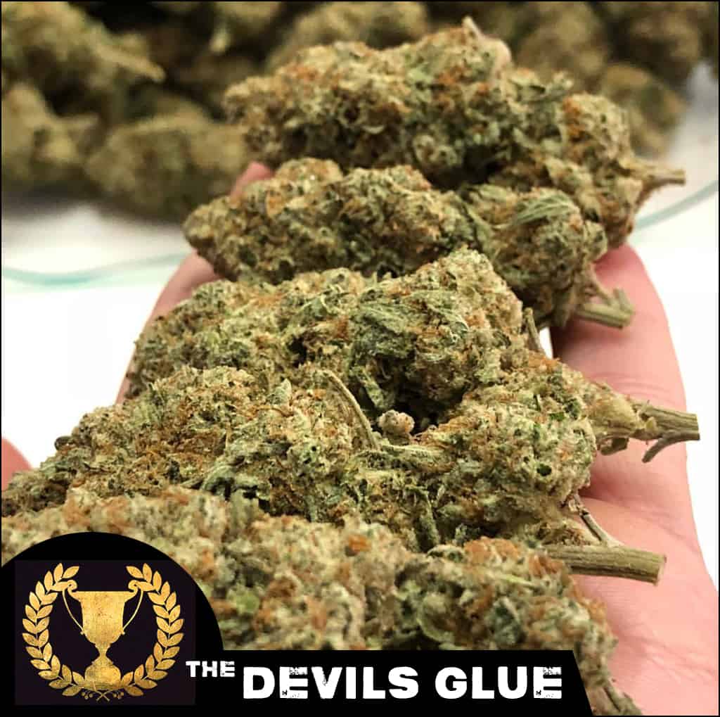Devils Glue Cannabis Seeds - Devils Harvest Seeds