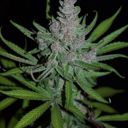 F13 Cannabis Seeds - DJ Short