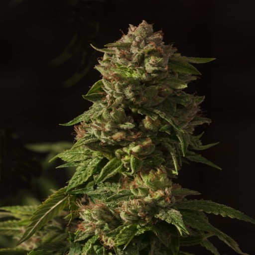 Fallen Angel Cannabis Seeds - Devils Harvest Seeds