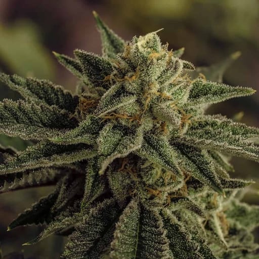 Fenoswiss FS 1 Cannabis Seeds - FENOCAN
