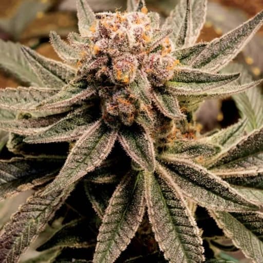 First Light Cannabis Seeds - DJ Short