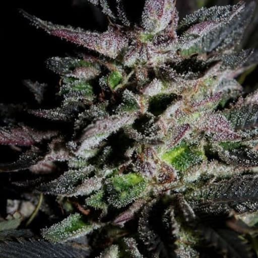 Frencheese Cannabis Seeds - French Touch Seeds