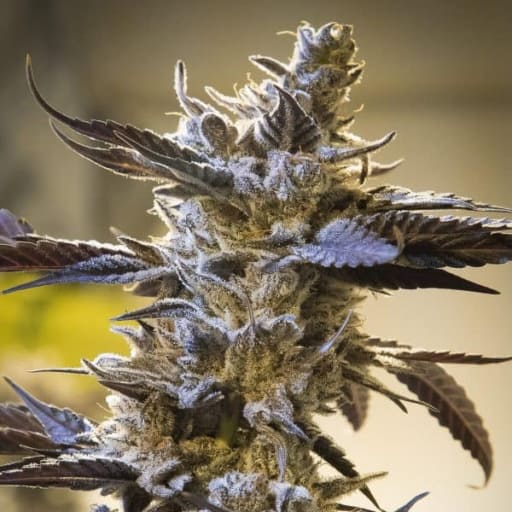 Ghost Train OG Auto Cannabis Seeds - High Speed Buds