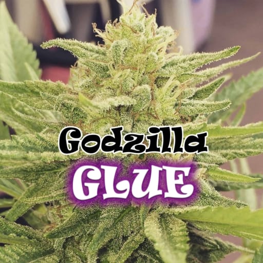 Godzilla Glue Cannabis Seeds - Dr Underground