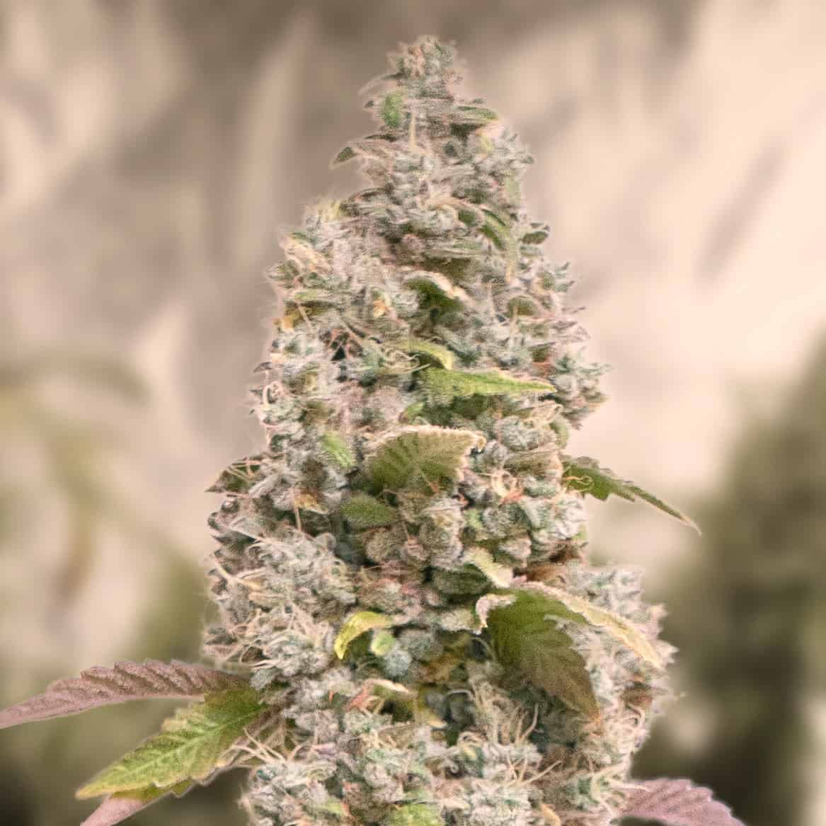 Gorilla Cookies Fast Cannabis Seeds - High Speed Buds