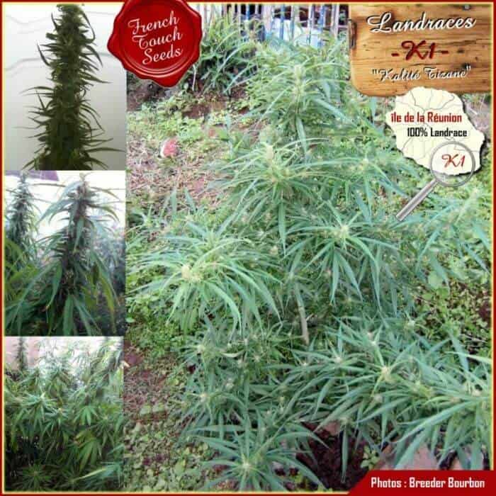 Kalite Tizane Cannabis Seeds - French Touch Seeds
