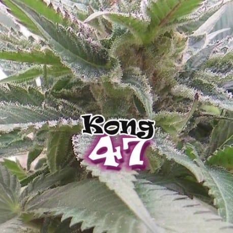 Kong 47 Cannabis Seeds - Dr Underground