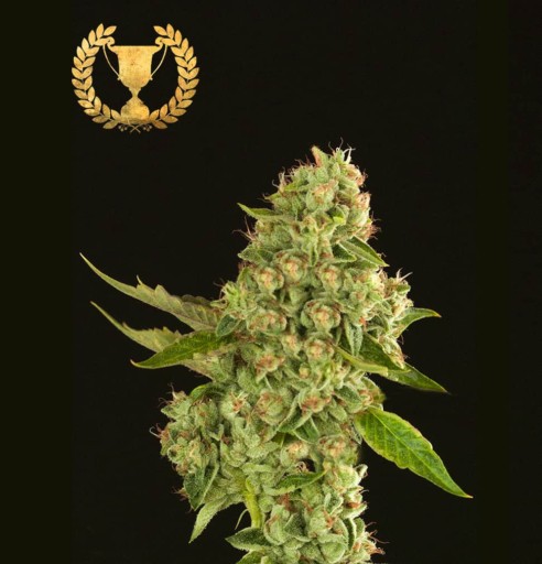 Kuchi Cannabis Seeds - Devils Harvest Seeds