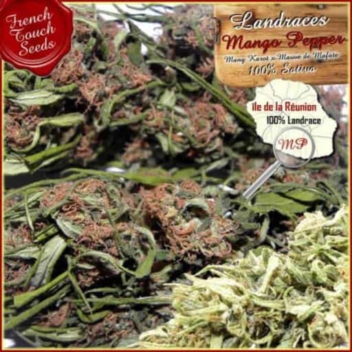 Mango Pepper Cannabis Seeds - French Touch Seeds