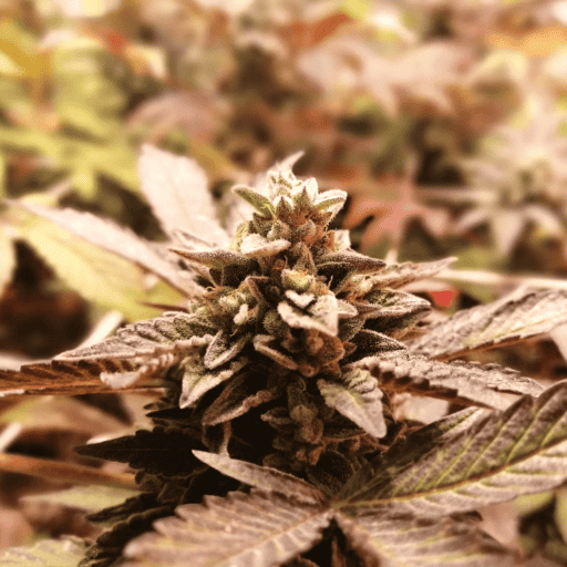 Mint Cookie Cannabis Seeds - French Touch Seeds